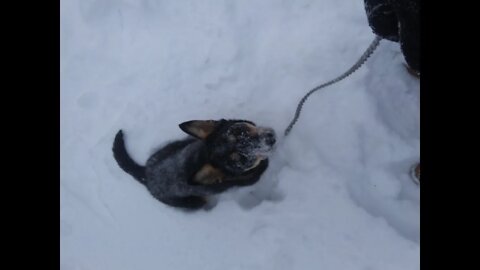 "Taz" the Snow Dog