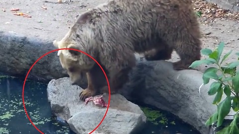 Killer Bear Shows Unbelievable Compassion, Saves Life Of Drowning Bird