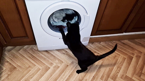 My Kitten Trying To Stop The Washing Machine