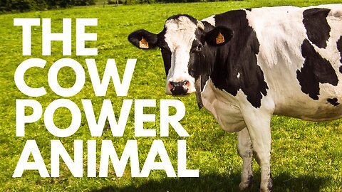 The Cow Power Animal