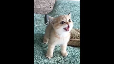 Funny animals video compilation | Cute kitten