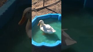 Cute little duck enjoying her little pool