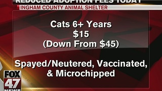 Cat adoption fees reduced at Ingham County Animal Shelter