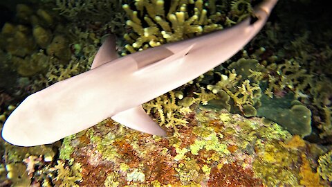 Baby shark closely investigate scuba divers