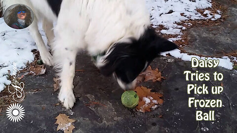 Never Too Cold to Play Ball with my Border Collie