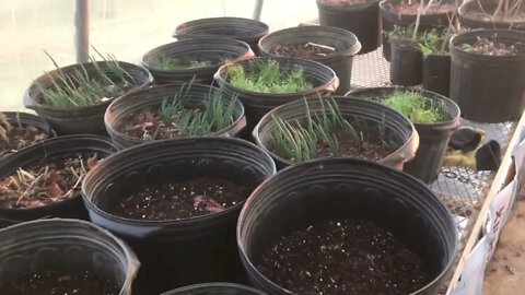 See what’s starting in the greenhouse for spring