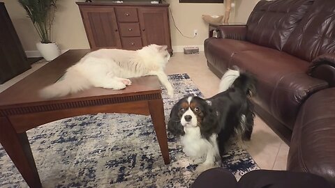 Ragdoll cat playfully taunts his dog brothers