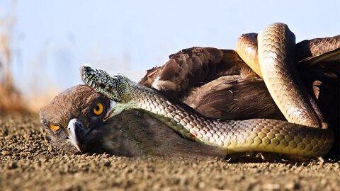 Unbelievable! Eagle Died Tragically When Trying To Hunt The Most Venomous Snake - Snake Vs Bird