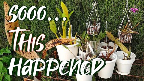 Documenting the Demise of Orchids | What is taking out my Dendrobiums? #ninjaorchids