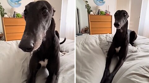 Dog throws tantrum because dinner wasn't 30 minutes early