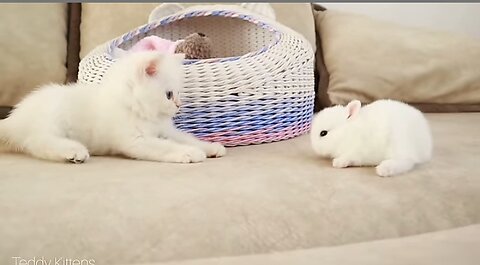 White kitten and white Tiny bunnies 🐰🐰😻