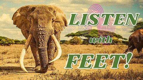 Elephants listen, with feet! - Low Frequency Rumbles