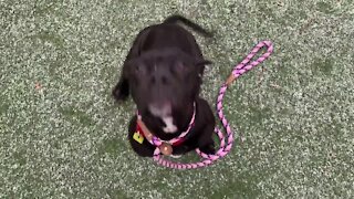 Cleveland APL Pet of the Weekend: A 2-year-old dog named Earlie