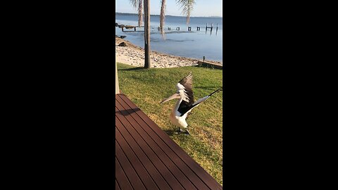 How to train your pelican 😀