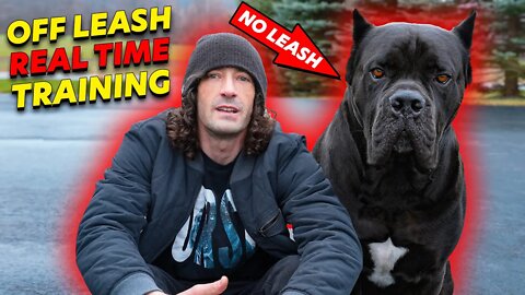 Off Leash Cane Corso REAL TIME Training! AMAZING!