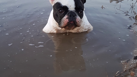 Playful French Bulldog Chills In A Puddle Of Mud Just For Fun