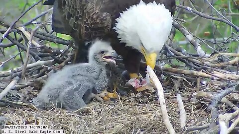 USS Bald Eagle Cam 1 4-21-23 @ 14:19 Hop shows off huge crop and new thermal down coat.