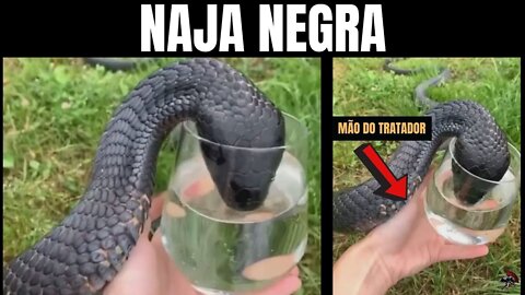 Naja negra | Black-necked spitting cobra | Naja nigricollis | @Lika pxl | Biólogo Henrique