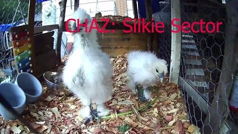 Silkie chicks peck at camera