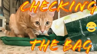 Throwing Piece Of Paper Inside Grocery Bag [Cat Reaction]