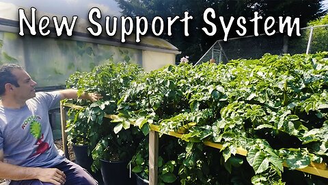 Leading the Way in Potato Care: The New Support System's Impact!