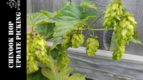 Chinook End of the Year Picking 2016