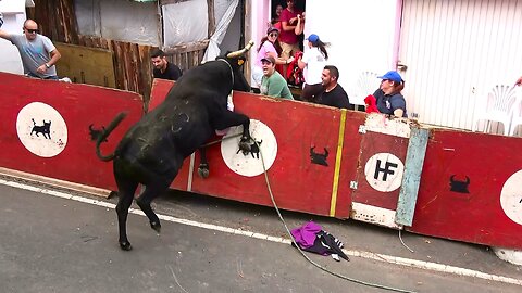 Best Of Street Bulls - Marradas Clip 7/2016 - Terceira Island Bullfights