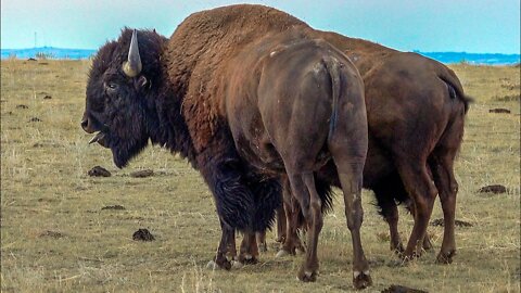 This will send chills down your spine... BISON ROAR! - Wyoming Bison Rut