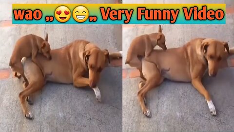 Cutest Little dog having sex with big dog very funny video.