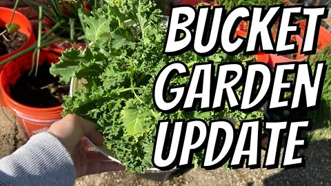 Growing Our Own Food - How It's Going & A Sad Update :(