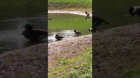 Canadian Geese Enjoying The Beautiful Day! 🦆