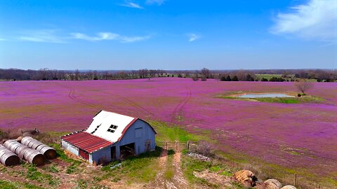 Aerial Beauty: Flower Fields near Monett, Missouri