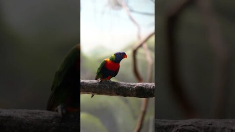 colourful birds