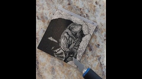 Petunia - Mini Scratchboard Drawing