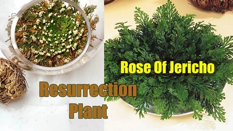 Rose Of Jericho | Resurrection Plant | Resurrection Plants for Sale | Rare Plant-1