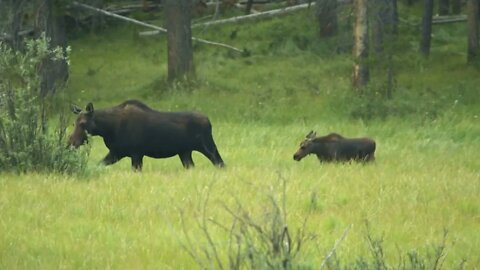 moose with calf in rocky mountains