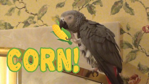 Parrot loves to eat corn, is extremely vocal about it