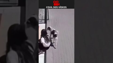 olha o que o cachorro fez com ela