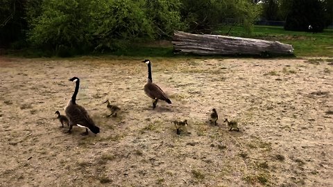 Adorable baby geese enjoy an afternoon at the lake