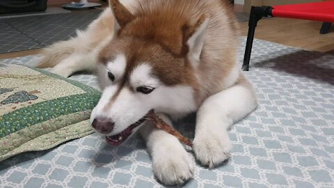 Husky enjoying his snack...