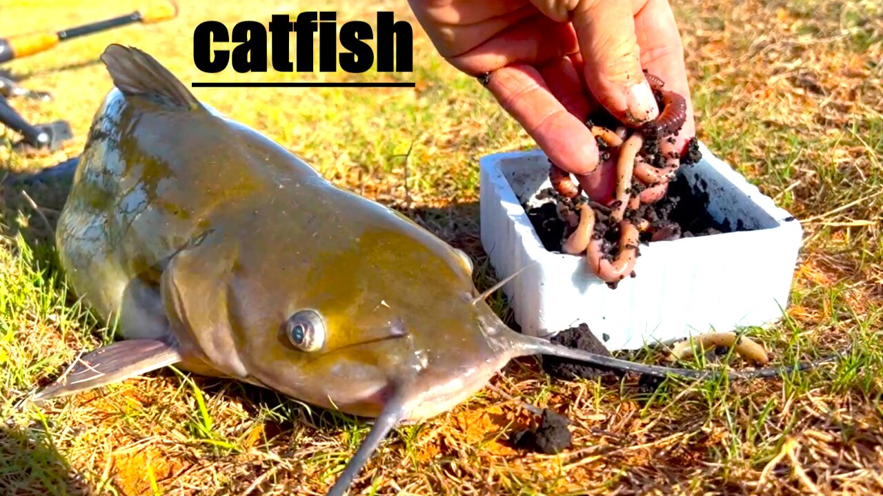 How to catch catfish 