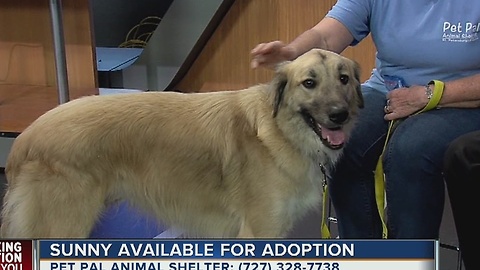 Pet of the week: Sunny is 3-year-old Saint Bernard mix with a great attitude seeking a home