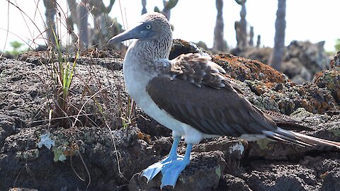 The blue-footed booby is one of Galapagos' most iconic animals