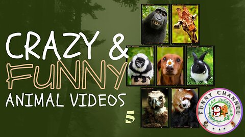 Funny animals 5 | Funny channel