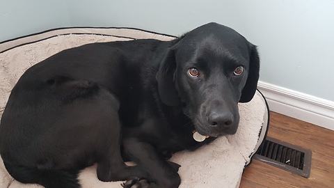 BLACK LABS LOVE-HATE RELATIONSHIP WITH VACUUM