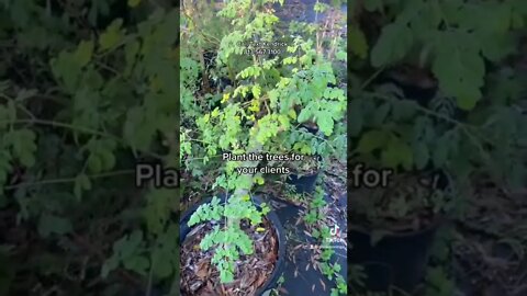 How To Grow Moringa in Pots