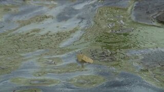 A dozen conservation groups say Florida has fallen short on Blue-Green Algae Task Force recommendations