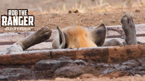 Hyenas And Jackal Visit A Water Trough | Kruger National Park