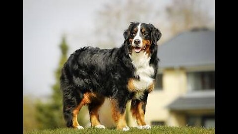 Bernese Mountain Dog