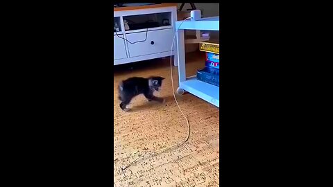 Funny Cute Cat Videos 2024 #shorts # @Animals.House.